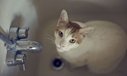 Cat in tub