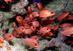 School of fish