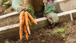 gardener carrots