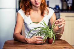 spider plant