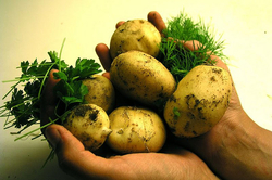 Hands holding potatoes