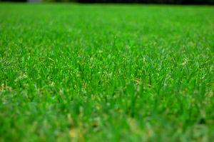 673181_grass.jpg