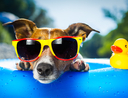 Keeping pets cool during a heat wave