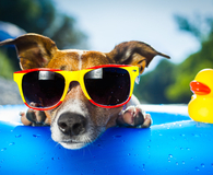 Keeping pets cool during a heat wave