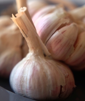 garlic