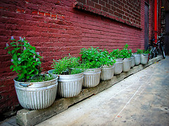 urban alley herb garden