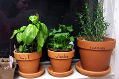 Window Sill Herb Garden 2