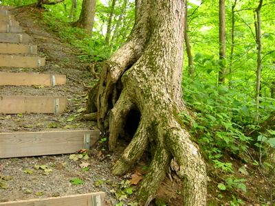 Tree and steps