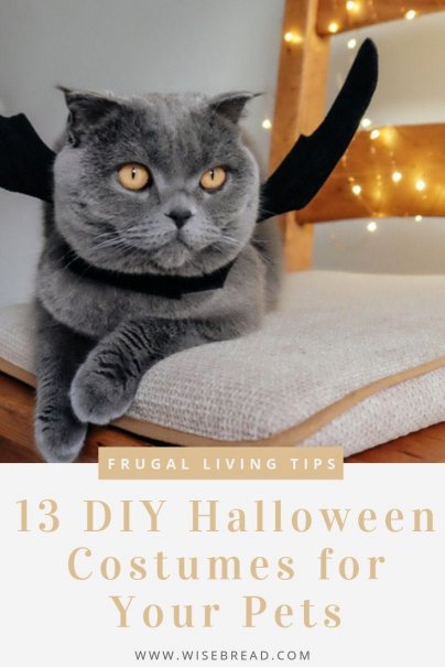 13 DIY Halloween Costumes for Your Pets